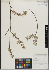 Foto von Salix gracilis Andersson